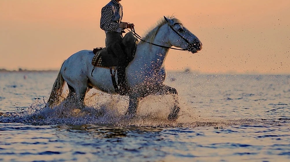 Comment entretenir les sabots de son cheval ?