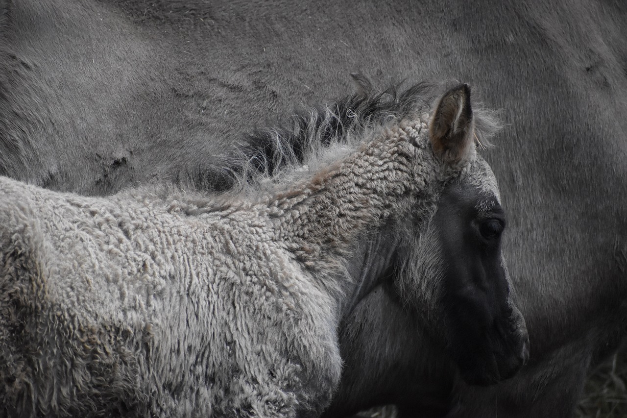 Amélioration de la reproduction des chevaux grâce à l'IA