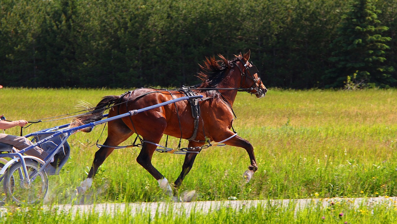 Crapouillotage: Equitation : L'équipement du cavalier et du cheval