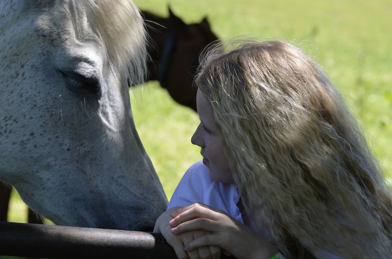 Cheval en longe lors d'un exercice de travail à pied