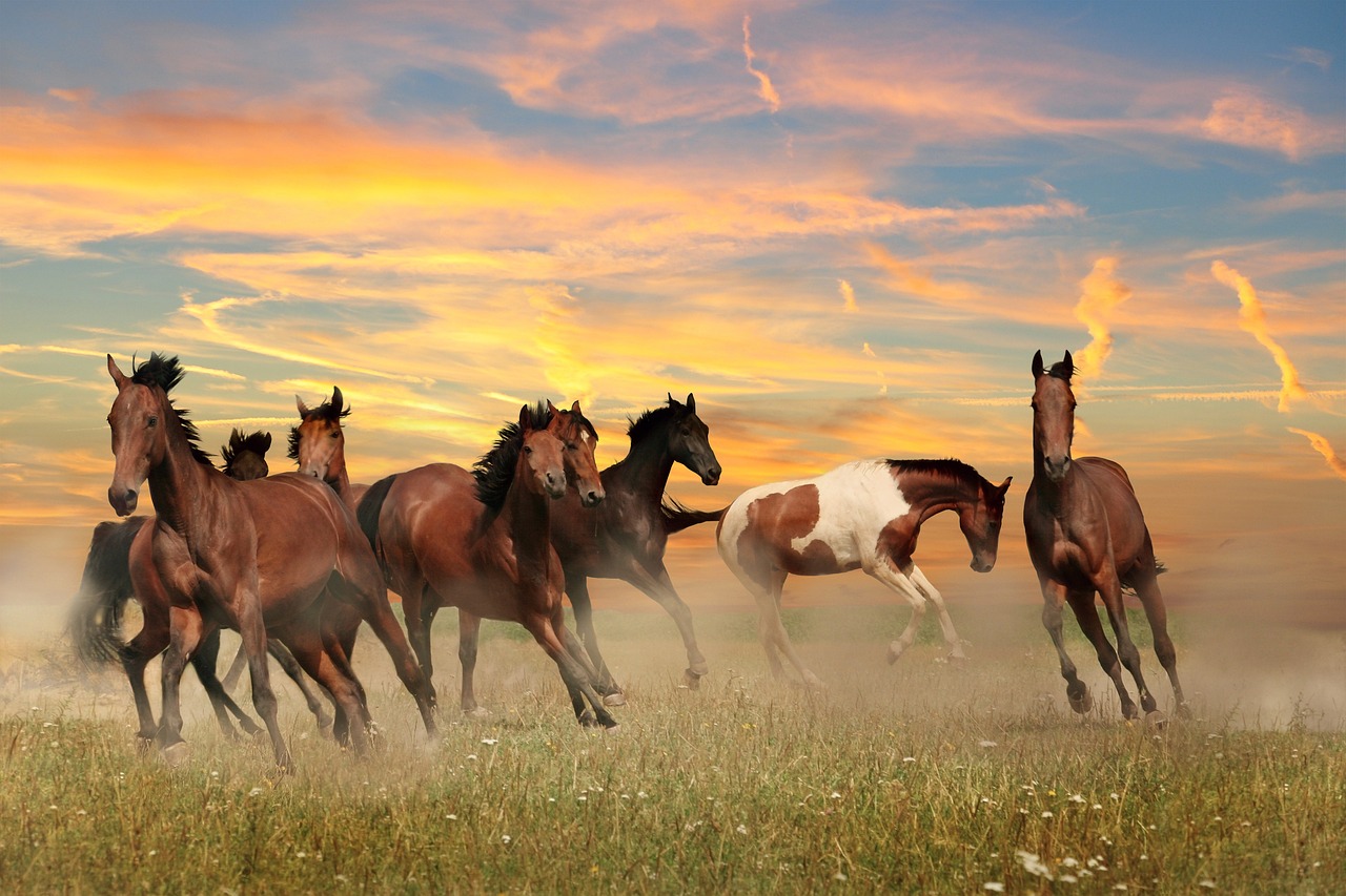 un cheval mangeant de l'herbe